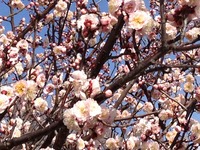 前川あゆの近況報告（３月）と主催セミナーのお知らせ